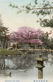 Kyoto, Japan - Maruyama Park - Cherry Blossom Kyoto, Japan - Maruyama Park - Cherry Blossom