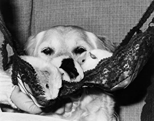 Labrador dog cuddling up to baby guinea pigs Labrador dog cuddling up to baby guinea pigs