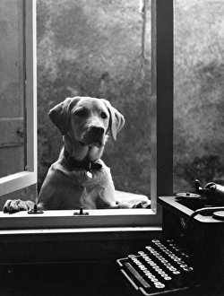 Labrador dog at window, with typewriter, Crediton, Devon Labrador dog at window, with typewriter, Crediton, Devon