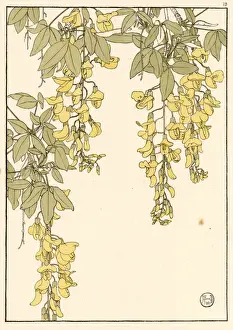 Laburnum Decorative Study Print, 1899