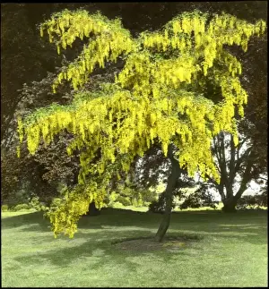 Fagaceae Family Plants Prints: Laburnum and Copper Beech