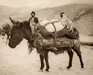 Laden Donkey owned by a Bakhtiari Tribesman Laden Donkey owned by a Bakhtiari Tribesman