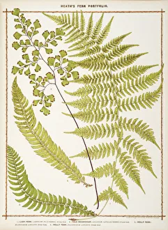 Lady Fern, True Maidenhair and Holly Fern Lady Fern, True Maidenhair and Holly Fern