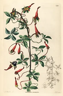 Lady's legs, Tropaeolum pentaphyllum Lady's legs, Tropaeolum pentaphyllum