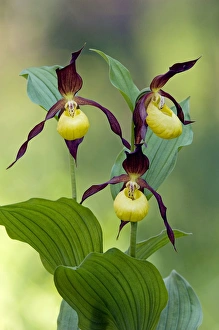 Ladys - slipper Orchid - flowering wild plant Ladys - slipper Orchid - flowering wild plant