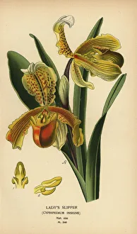 Lady's slipper orchid, Paphiopedilum insigne Lady's slipper orchid, Paphiopedilum insigne