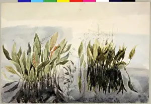 James Moore Artwork Prints: Lagan Study of Weeds