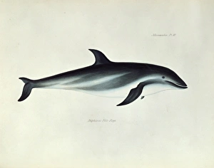 Lagenorhynchus obscurus, dusky dolphin Lagenorhynchus obscurus, dusky dolphin