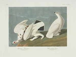 Lagopus muta, rock ptarmigan, Lagopus leucura, white-tailed Lagopus muta, rock ptarmigan, Lagopus leucura, white-tailed