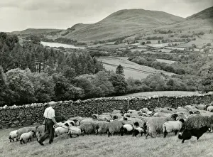 Prints of A shepherd and his dog rounding up sheep in Cumberland in the English Lake District. The shining waters of Lake Loweswater are on the left of the photograph. Date: 1930s Cumberland Prints: Lakeland Shepherd Print: A 1930s Lake District Scene