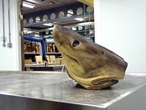 Lamna nasus, porbeagle shark Lamna nasus, porbeagle shark
