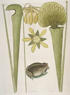 Mark Catesby Prints: Land Frog