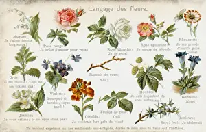 The Language of Flowers Print: A Red Rose with Thorny Stem