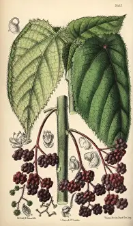 Curtis Botanical Magazine History Prints: Laportea moroides, stinging nettle native to