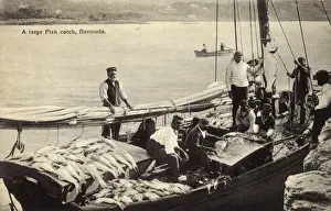 Large Catch of Fish, Bermuda Print, circa 1910s