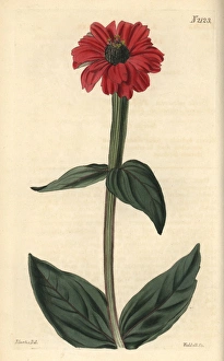 Large-flowered zinnia, Zinnia hybrida Large-flowered zinnia, Zinnia hybrida