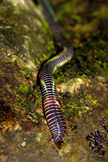 A large fluorescent worm (unidentified) lies A large fluorescent worm (unidentified) lies