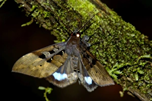 Large nocturnal moth is on a branch in the undergrowth Large nocturnal moth is on a branch in the undergrowth