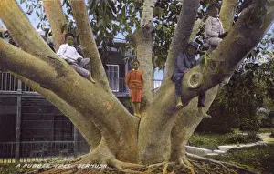 Large Rubber Tree, Bermuda Print 1912