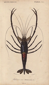 Large shiny blue-black and crimson crawfish Large shiny blue-black and crimson crawfish