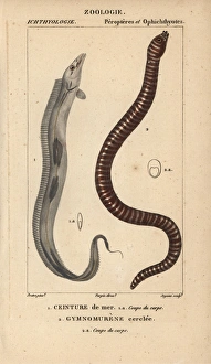 Largehead hairtail, Trichiurus lepturus Largehead hairtail, Trichiurus lepturus