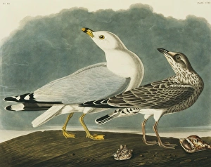 Larus delawarensis, ring-billed gull Larus delawarensis, ring-billed gull