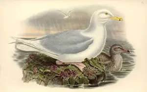 John Gould Birds Prints: Larus hyperboreus, glaucous gull