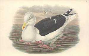 Larus marinus, great black-backed gull Larus marinus, great black-backed gull