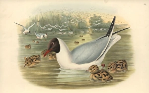 Larus ridibundus, common black-headed gull Larus ridibundus, common black-headed gull