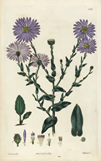 Late purple American-aster, Symphyotrichum patens Late purple American-aster, Symphyotrichum patens