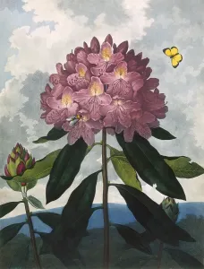 The Pontic Rhododendron Print, 1802