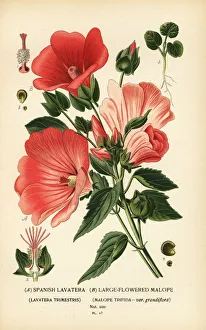 Lavatera trimestris and Malope trifida Lavatera trimestris and Malope trifida