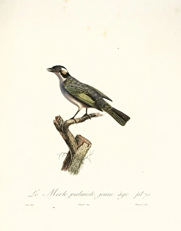 Le Merle palmiste, blackbird in cabbage tree Le Merle palmiste, blackbird in cabbage tree