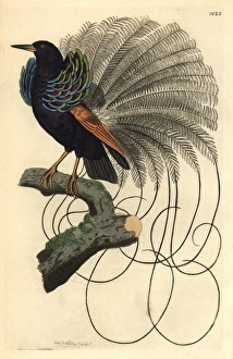 Le Nebuleux bird of paradise, Paradisea nigricans Le Nebuleux bird of paradise, Paradisea nigricans