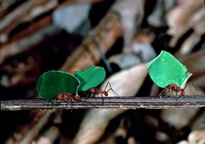 Leaf-cutter ants carrying pieces of leaf