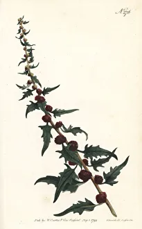 Leafy goosefoot, Chenopodium foliosum Leafy goosefoot, Chenopodium foliosum