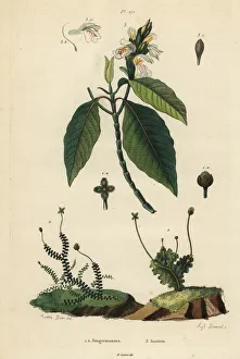 Leafy liverworts and Malabar nut Leafy liverworts and Malabar nut
