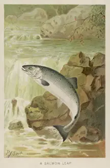 Aquatic Wildlife Prints: Leaping Salmon