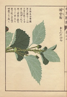 Leaves of Babchi or scurf pea, Psoralea corylifolia Leaves of Babchi or scurf pea, Psoralea corylifolia
