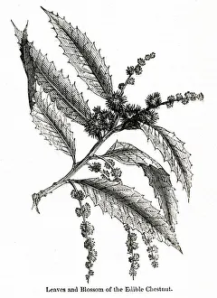 New images august 2021/leaves blossom edible chestnut fagus castanea New images august 2021/leaves blossom edible chestnut fagus castanea