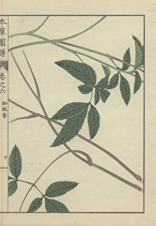 Leaves and stems of burnet saxifrage Pimpinella calycina Leaves and stems of burnet saxifrage Pimpinella calycina