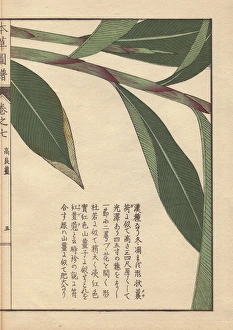 Leaves and stems of galanga or galangal, Alpinia Leaves and stems of galanga or galangal, Alpinia