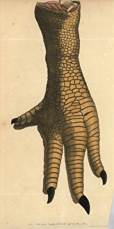 Leg of a dodo, Raphus cucullatus, Didus ineptus Leg of a dodo, Raphus cucullatus, Didus ineptus