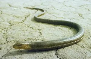 Prints of Legless Lizard (Ophisaurus apodus ). Kopet-Dag mountains - Turkmenistan - former CIS - March Turkmenistan Prints: Legless Lizard Print - Kopet-Dag Mountains, Turkmenistan