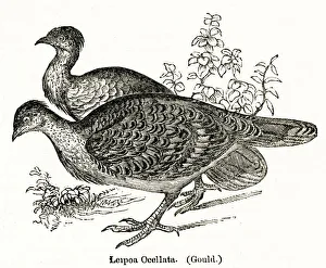 Leipoa Ocellata or Malleefowl, Australian bird Leipoa Ocellata or Malleefowl, Australian bird
