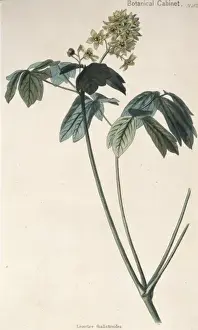 Ericaceae Family Plants Prints: Leontice thalictroides, beechdrops