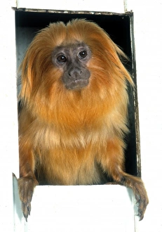 Leontopithecus rosalia, golden lion tamarin Leontopithecus rosalia, golden lion tamarin