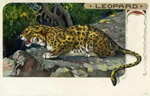 African Leopard Habitat Prints: Leopard