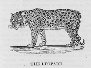 Leopard (Bewick) Panthera pardus Print