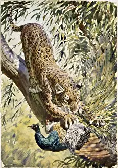 Historical Animal Prints: A Leopard catches a Peacock